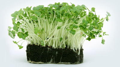 什么時(shí)候施用腐植酸水溶肥效果會(huì)更好？