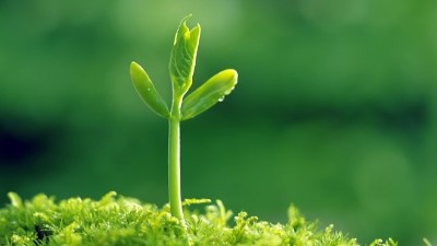 葉面施肥“三大錯(cuò)”，能用對(duì)的沒(méi)幾個(gè)!