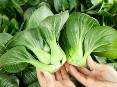 鈣肥對蔬菜有什么重要作用，蔬菜為什離不開鈣肥?
