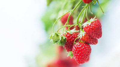 草莓花少、果少的六大解決措施