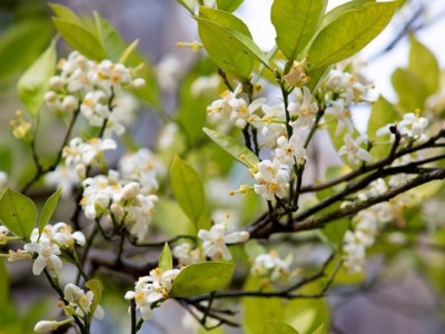 柑橘無花少花什么原因？該怎么辦？