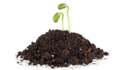 土傳病害嚴重，用生石灰就能搞定!