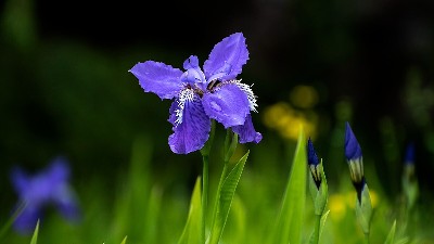 花卉病蟲(chóng)害防治的基本原則