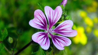 養(yǎng)花施肥3大禁忌，方法不對(duì)，花肥白費(fèi)!