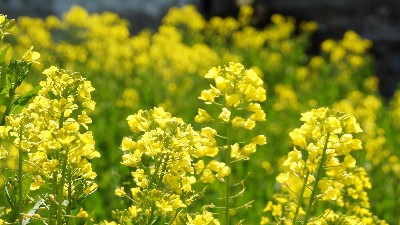 硼肥有哪些使用誤區(qū)，看看萊昂水溶肥怎么說