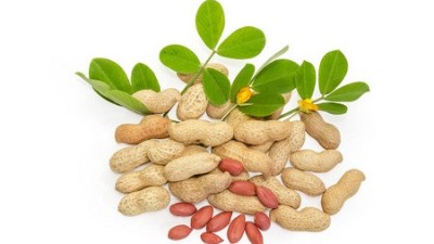 花生缺鈣的癥狀表現(xiàn)、發(fā)生原因以及解決方法