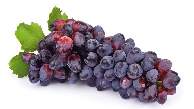 葡萄采后管理不上心?來(lái)年芽弱、花少、產(chǎn)量低。