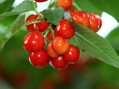磷酸二氫鉀能和鈣肥、硼肥一起混用嗎？