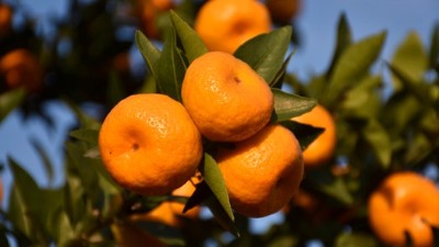 夏季柑桔管理要點(diǎn)有哪些？