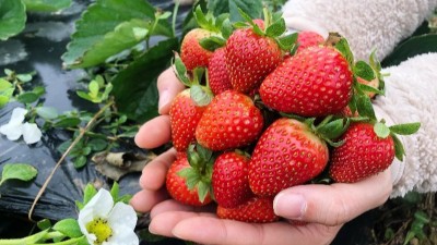 磷酸二氫鉀六個(gè)黃金搭檔你知道嗎？