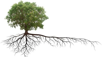 別讓“生根劑”變“死根劑”!知道這7點，才能真正養(yǎng)好根