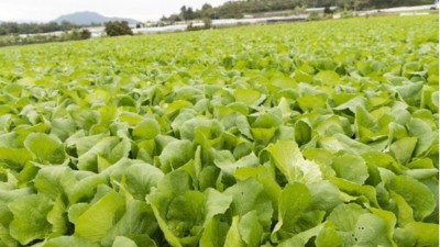 夏季蔬菜管理有技巧“七要點、三不要、三忌”
