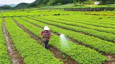 打藥時這樣就錯了!農(nóng)藥混配門道多，切忌“一鍋燉”