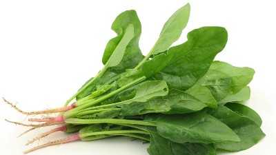 秋菠菜種植時(shí)間和方法