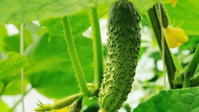 夏季種植黃瓜，這六點(diǎn)一定要知道！