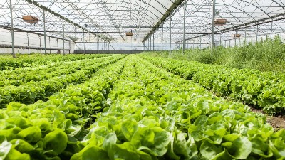 天冷了，你家大棚咋增溫?溫室大棚增溫的10個妙招!