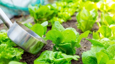 微生物菌肥為什么比有機(jī)肥要貴？到底值不值得用！