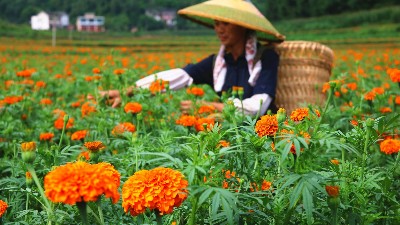 萬壽菊該如何施肥呢？萊昂水溶肥教給你