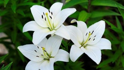 百合花延長花期的6個小妙招