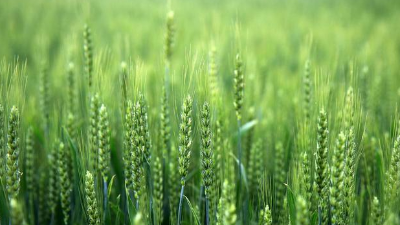 使用小麥除草劑，一定記住“8不要，2必須”!