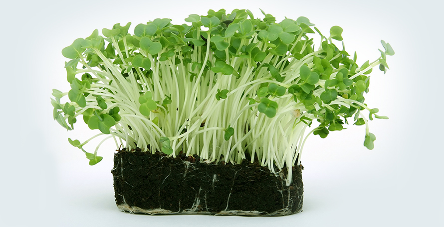 什么時(shí)候施用腐植酸水溶肥效果會(huì)更好？