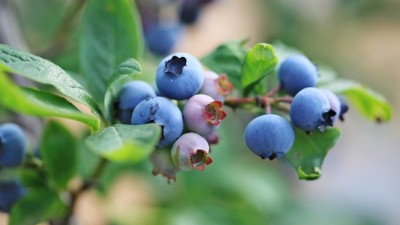藍(lán)莓種植應(yīng)該注意哪些些因素呢？