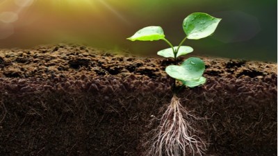 作物根系發(fā)育用這些方法，既能生根還能防治病蟲(chóng)害